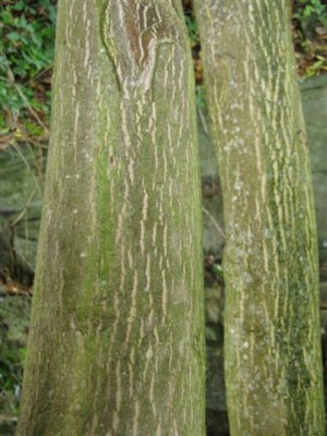 Laubbaum (3).JPG