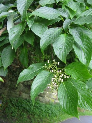 Laubbaum (1).JPG