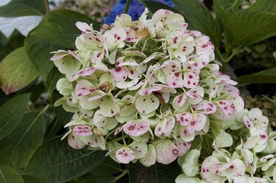 Hortensie.jpg