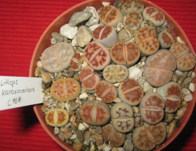 lebende Steine Lithops 063.jpg