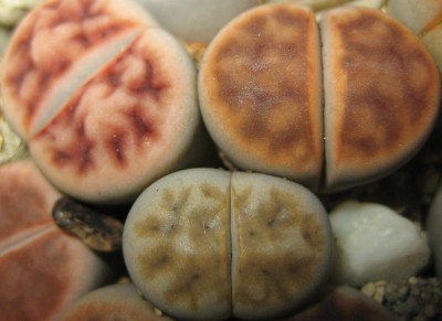 lebende Steine Lithops 065.jpg