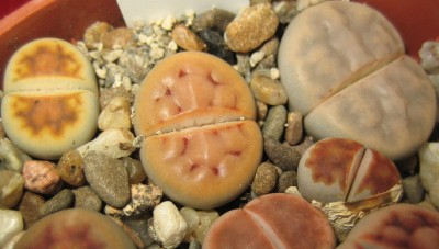 lebende Steine Lithops 066.jpg