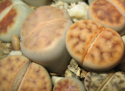 lebende Steine Lithops 067.jpg