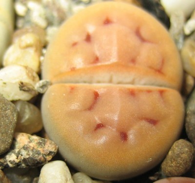 lebende Steine Lithops 068.jpg