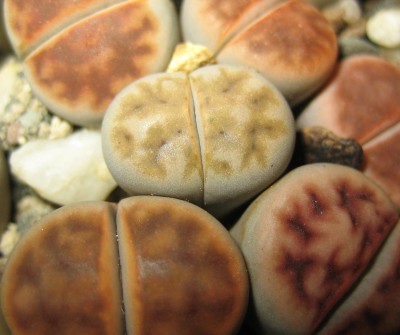 lebende Steine Lithops 070.jpg
