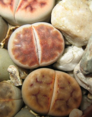 lebende Steine Lithops 071.jpg