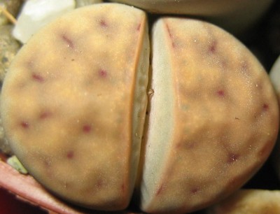 lebende Steine Lithops 073.jpg