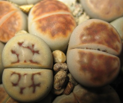 lebende Steine Lithops 064.jpg