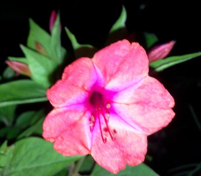 mirabilis rotpink.jpg