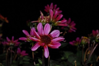 Dahlia 078yy.jpg