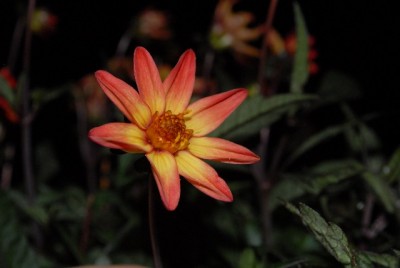 Dahlia 079yy.jpg