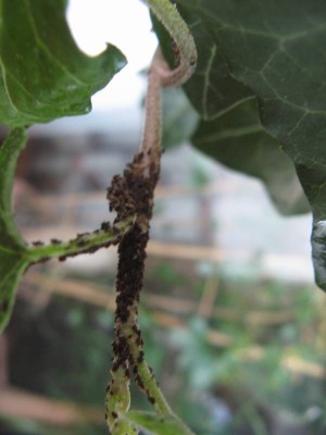 Eveu Schädlinge.JPG