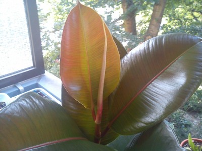 ficus2.jpg