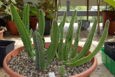 Stapelia 003yy.jpg