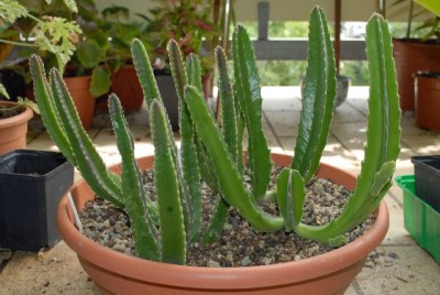Stapelia 002yy.jpg