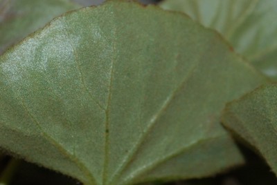 Begonia 128yy.jpg