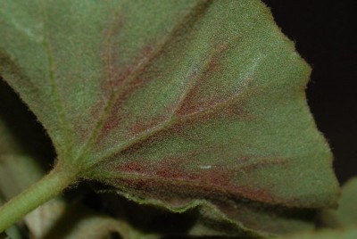 Begonia 127yy.jpg