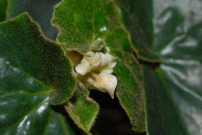 Begonia 126yy.jpg