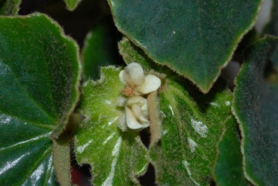 Begonia 125yy.jpg