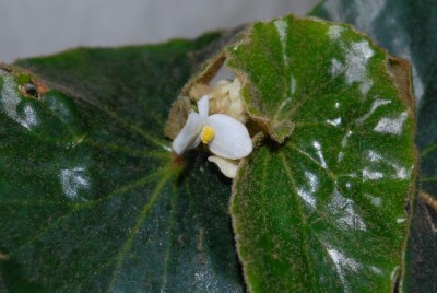 Begonia 124yy.jpg