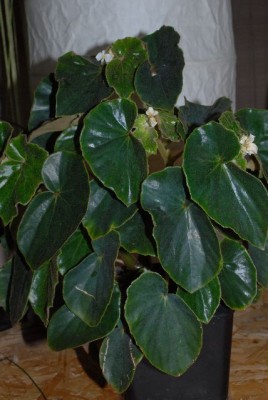 Begonia 123yy.jpg