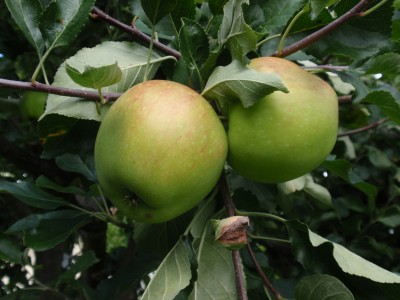 Apfelbaum 1.jpg