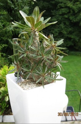 Pachypodium rosulatum madagascar (3).jpg