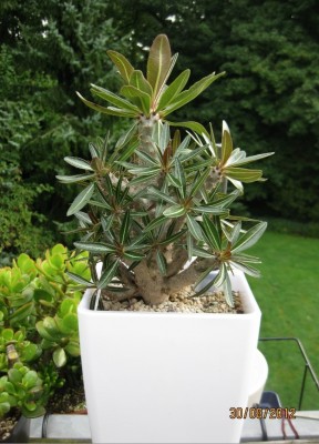 Pachypodium rosulatum madagascar (2).jpg