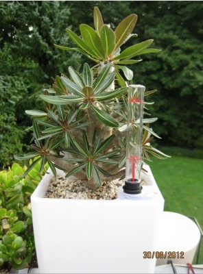 Pachypodium rosulatum madagascar (1).jpg