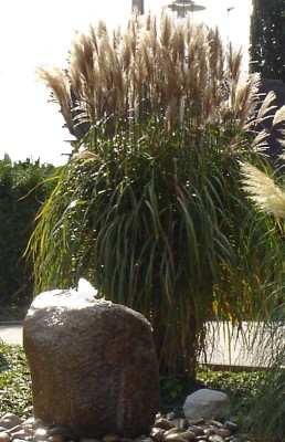 gras.JPG