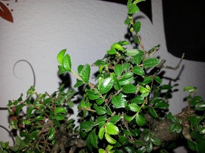 BONSAI.jpg