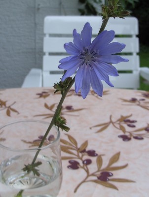 Blume.JPG