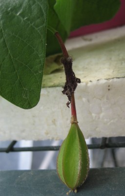 holosericea Frucht.jpg