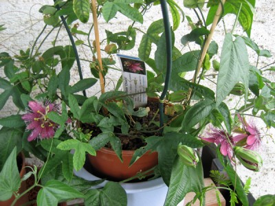 Passiflora Chianti.jpg