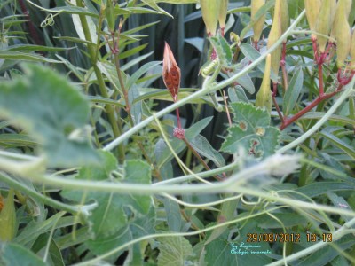 Asclepia  incarnata.JPG