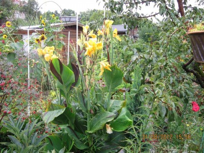 Garten 2012_2668.jpg