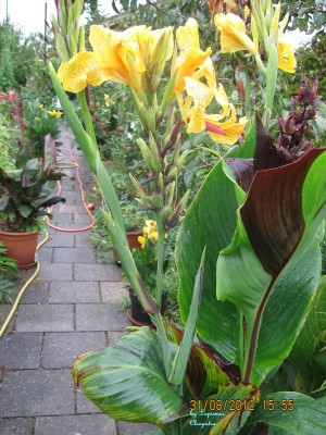 Garten 2012_2666.jpg