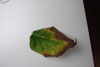 Pflanzenkrankheiten 002 (k).JPG