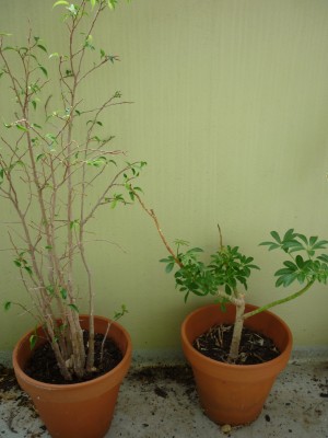 ficus u scheffleraP1030261.jpg