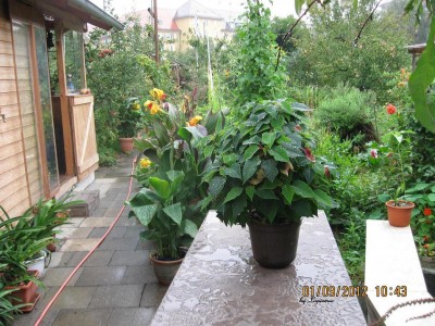 Garten 2012_2676.jpg