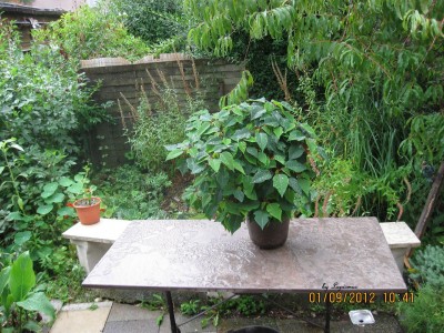 Garten 2012_2675.jpg