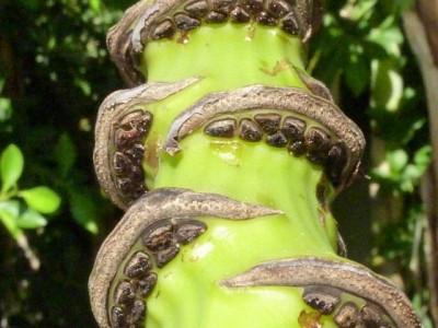 Türkei 2012 196 - Kopie (640x480).jpg