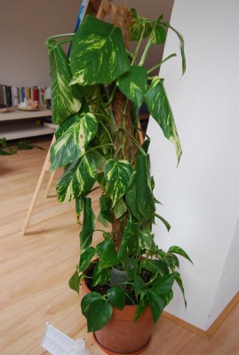 Pflanzenkrankheiten 093.JPG