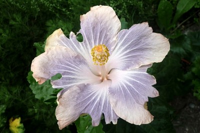 Etwas demolierte Silver Memories.JPG