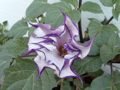 Datura.JPG