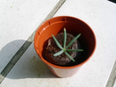 PICT0245.JPG