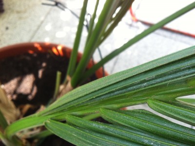 Palme 03.jpg