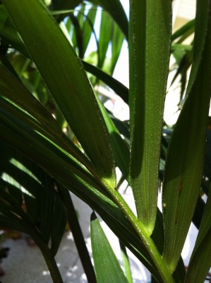 Palme 01.jpg