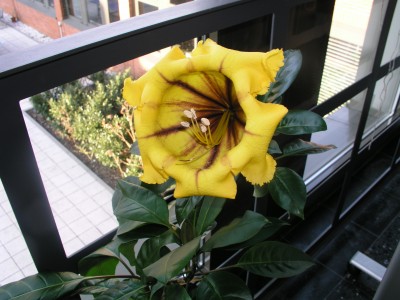 Solandra06.jpg