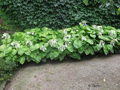 Boga Sept.2012_2711.jpg